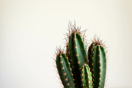 A closeup of cacti under the lights against a white background with space for textの写真素材