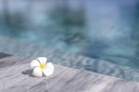 A closeup shot of a Frangipani flower on a resort bed near the poolの写真素材