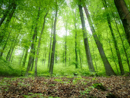 A low angle shot of tall growing trees in the forest with fallen leaves on the ground