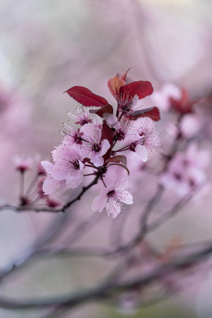 A vertical shot of blooming Cherry blossom in the gardenの写真素材