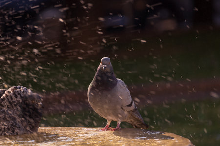 Pigeons bathing in the fountain in the cityの写真素材