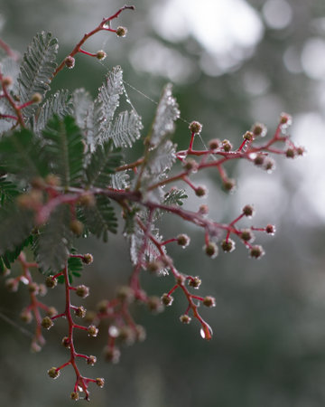A selective focus shot of a frozen marble flower buds on a tree