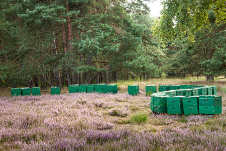 Many green beehives arranged in an S-shape in the heather in a forest clearing