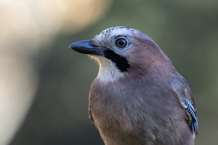 A closeup portrait of Eurasian Jay on an unfocused background