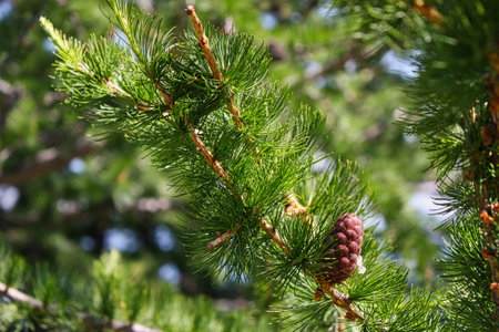 the branch of a pin with a pin