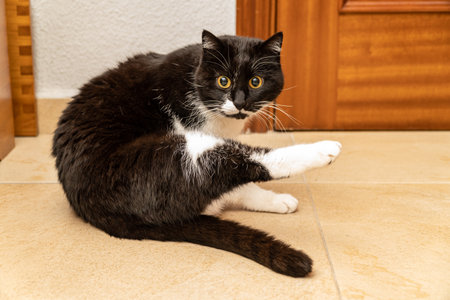 A closeup of a black and white cat with big yellow eyes sitting in front of door, scratching itselfの写真素材