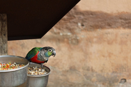 A selective focus shot of a beautiful colorful parrot perched on a metal bowlの写真素材