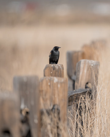 A vertical shot of a bird sitting on a wooden fenceの写真素材