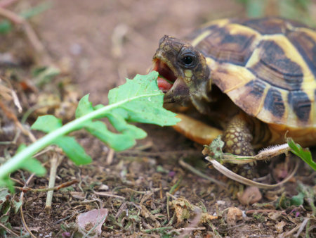 A closeup shot of a tortoise on a meadowの写真素材