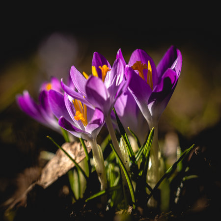 here you can see the crocus blooming when the spring is comingの写真素材