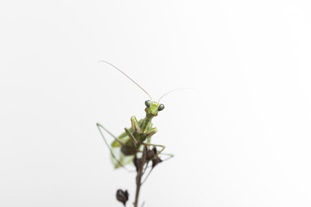 insects, close-up of a green praying mantis seen from the front on white background, horizontal photoの写真素材