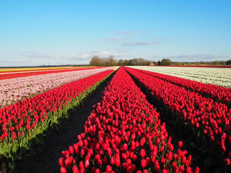 A bright blue sky above rows of vibrant red tulip flowers in a fieldの写真素材