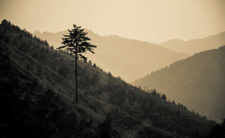 A single tree on the hill with the silhouettes of mountains in monochrome color gradie