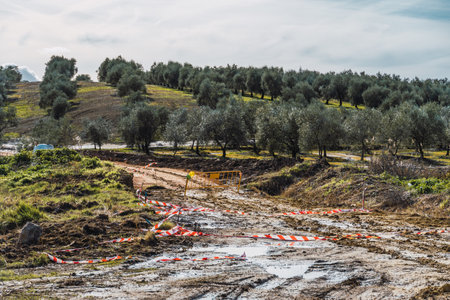 Stock photo of big olive trees plantation in the countryside in Spain after rainy day.の写真素材