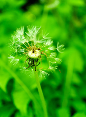 A vertical shot of dandelion on a green blurred backgroundの写真素材
