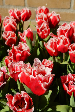 A group of red tulips in the springの写真素材