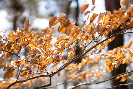 A selective focus shot of branches with autumn leaves