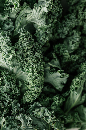 A closeup shot of fresh green curly kale leaves