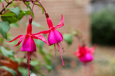 A closeup shot of pink Hybrid Fuchsia flowers on a blurred backgroundの写真素材