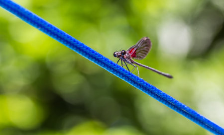 A selective focus shot of a dragonfly on a blue wireの写真素材