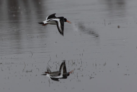 A closeup shot of Sandpiper Magpie flying over the waterの写真素材