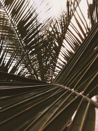 A frocessed with VSCO with c5 presetの写真素材