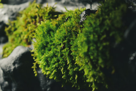 A closeup of the rocks covered in green mossの写真素材