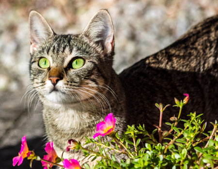 A closeup shot of a beautiful green-eyed grey cat near the flowers