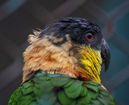 A selective focus shot of a colorful parrotの写真素材
