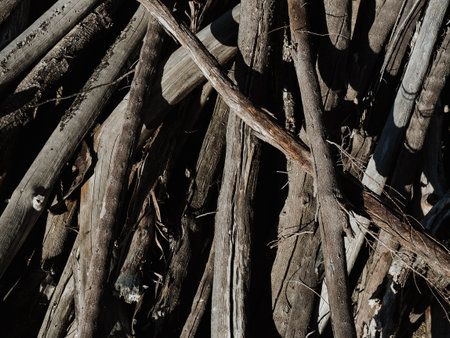 A pile of tree branchesの写真素材