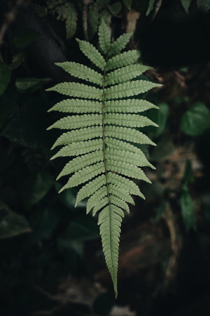 A vertical shot of a fern leaf