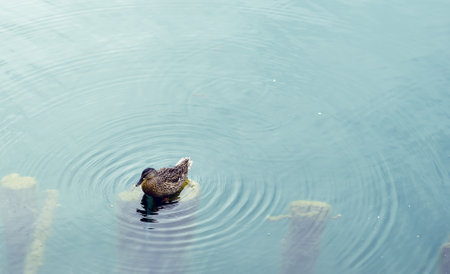 A closeup shot of a gray duck swimming in the lakeの写真素材