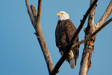 A majestic bald eagle standing on a tree, looking ahead with a clear blue sky behind it