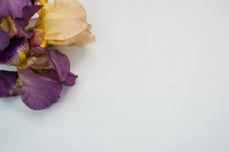 A purple and white iris flowers with copy space isolated on light gray background