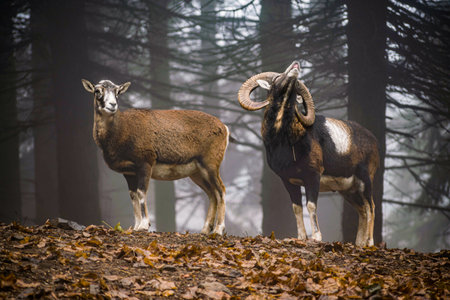 Two European mouflon in a forestの写真素材