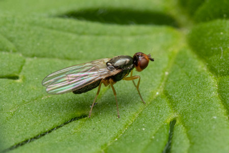 A macro closeup shot of a fly sitting on the green leafの写真素材