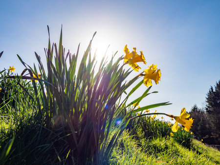bright spring sunshine behind yellow daffodilsの写真素材