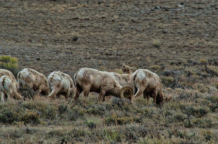 A dry grass field with a group of deer grazingの写真素材