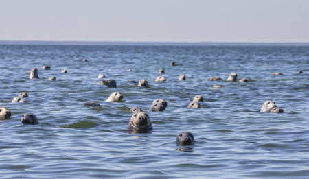 A group of sea lions in the oceanの写真素材