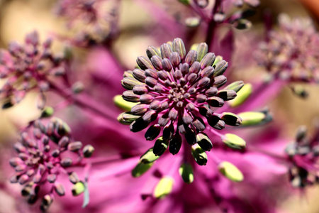 A selective focus shot of a purple asteraceae flower bud