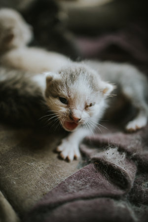 A closeup shot of a newborn catの写真素材