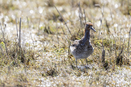 A black-tailed godwit in a dry fieldの写真素材