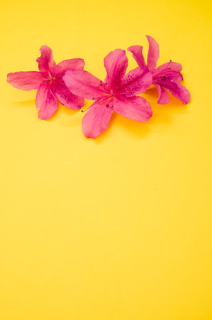 A closeup of delicate pink azalea flowers isolated on yellow surface for a copy spaceの写真素材