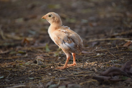 A closeup shot of a cute chick walking on the ground