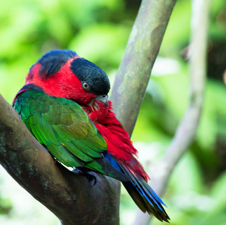 A closeup shot of a beautiful colorful parrot grooming itself sitting on a tree branch