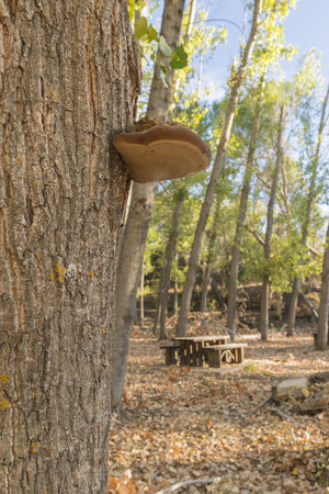 A vertical shot of fungus on a tree in the Sierras de Cazorla, Segura and Las Villas Natural Park,...
