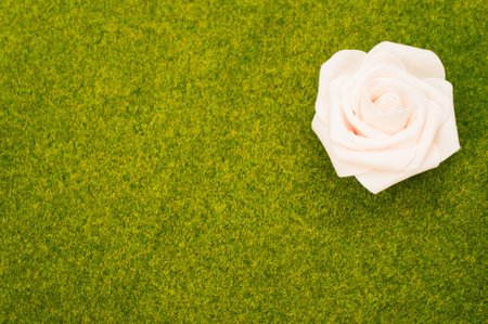 A closeup shot of a white rose in the green grass backgroundの写真素材