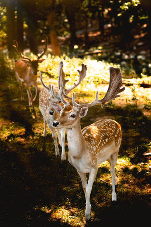 The Three beautiful fallow deers in a forestの写真素材