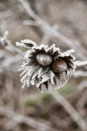 A vertical shot of frozen hazelnut during wintertime in grayscaleの写真素材