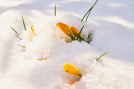 close up of crocus daffodilflower in bloom covered in snowの写真素材